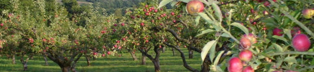 Soil pH in apple orchards is important for good nutrient value – basalt stabilizes pH